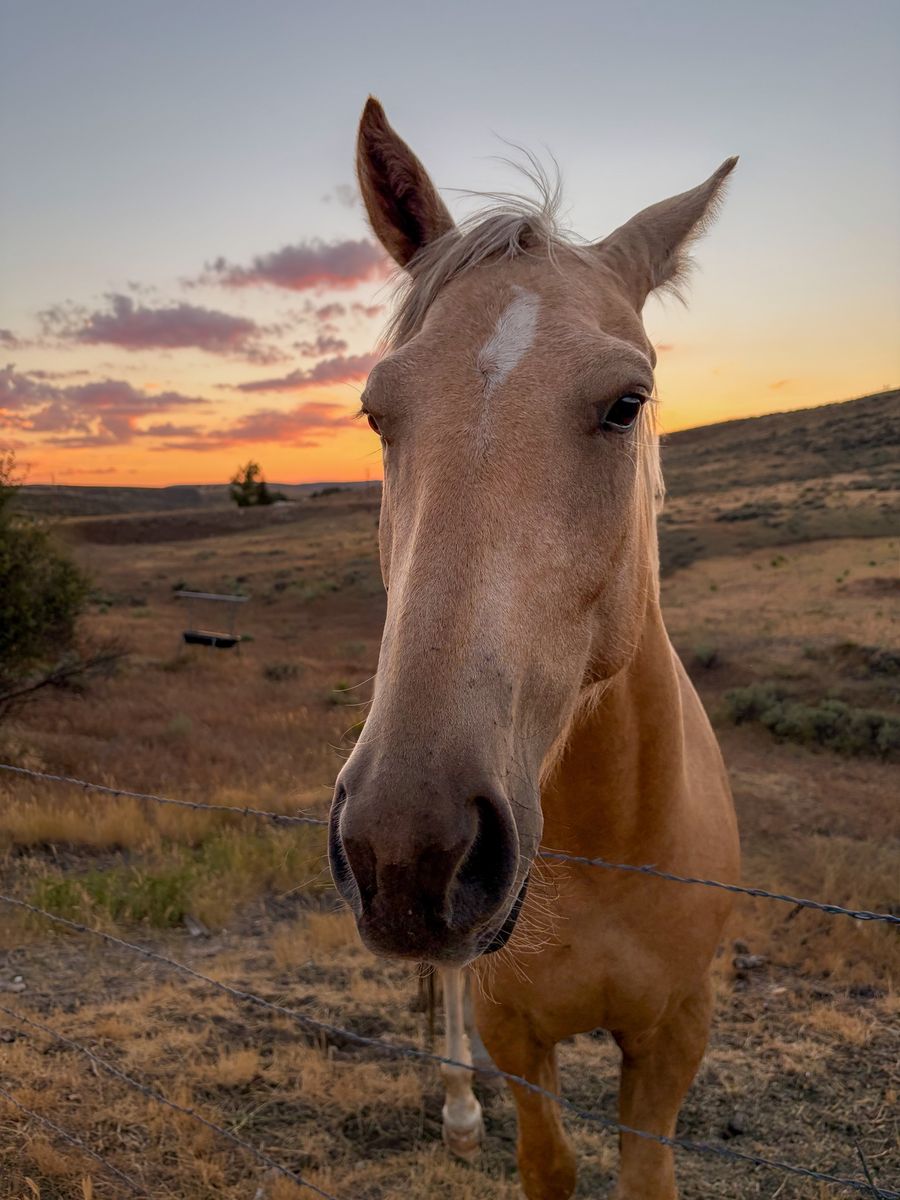 4-Year-Old Palomino Gelding - Green Broke