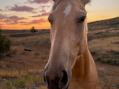 4-Year-Old Palomino Gelding - Green Broke