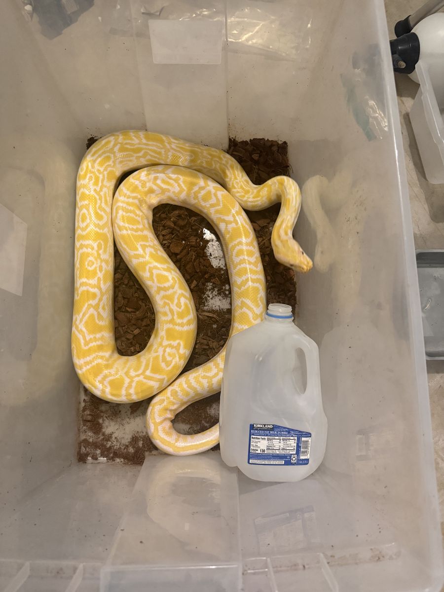 6yo Proven Albino Het Granite Pied Male Burmese