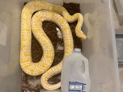 6yo Proven Albino Het Granite Pied Male Burmese