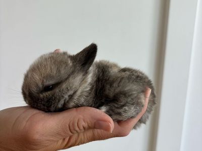 Holland lop buck