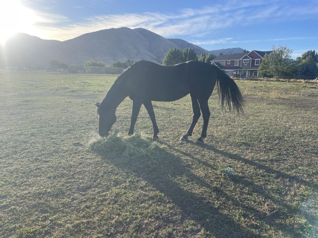 Black Mare For Sale