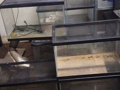 10 gallon tanks