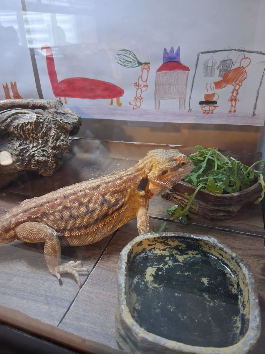 Carlos the Bearded Dragon