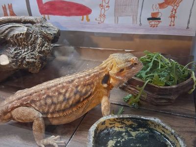 Carlos the Bearded Dragon