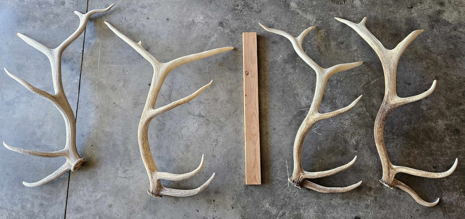 Elk - Shed Antlers