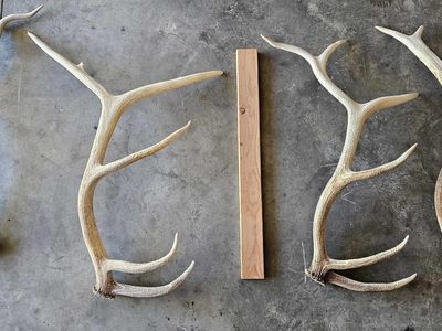 Elk - Shed Antlers