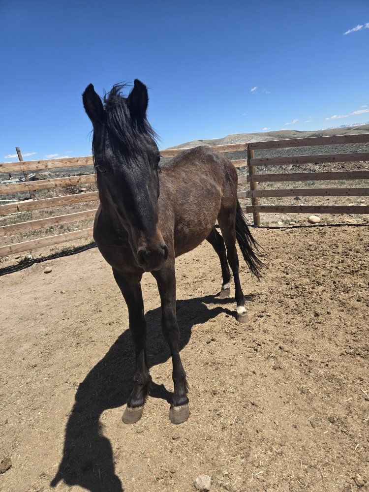 Grade Gelding