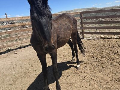 Grade Gelding
