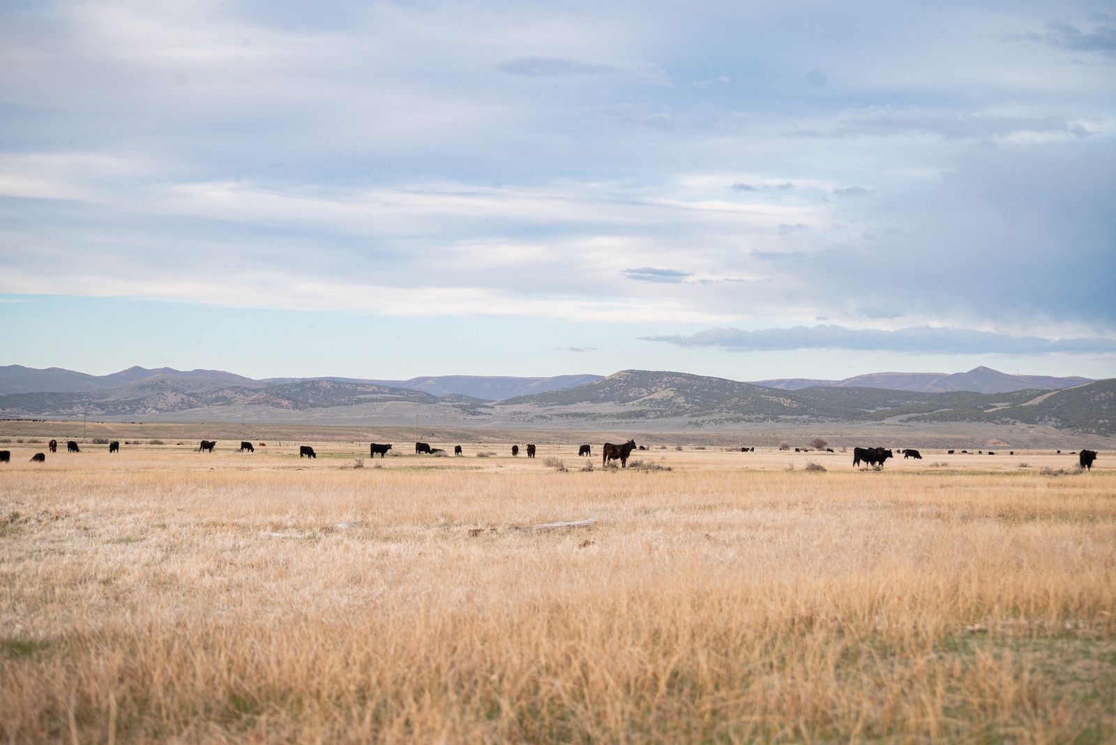 Freezer Beef — Quarter, Half, and Whole Beef Available