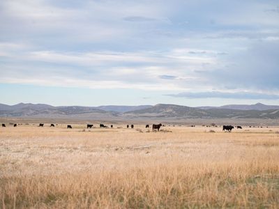 Freezer Beef — Quarter, Half, and Whole Beef Available