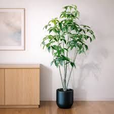 Faux 6.5' Schefflera Tree  1695632  #107286