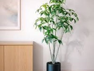Faux 6.5' Schefflera Tree 1695632 #107286