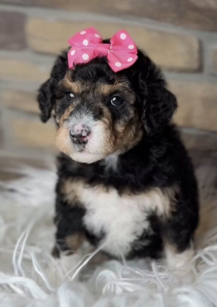 Bernedoodle