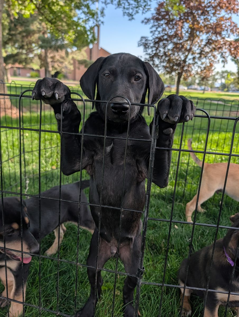 Yellow Lab x Doberman/Shepherd Mix Puppies – Ready Now