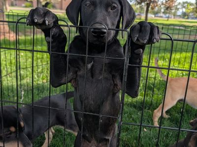 Yellow Lab x Doberman/Shepherd Mix Puppies – Ready Now