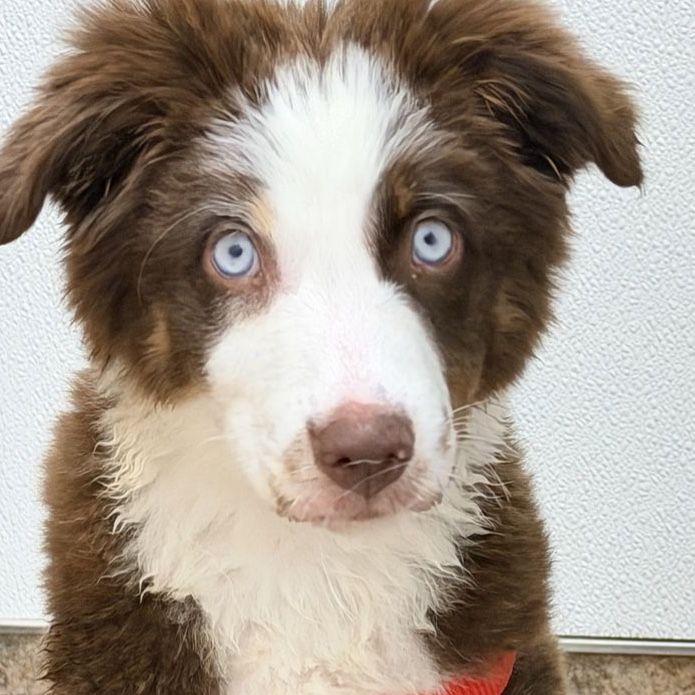 Adorable Australian Shepherd Puppy - Blue Eyes - Ready for a New Home