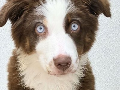 Adorable Australian Shepherd Puppy - Blue Eyes - Ready for a New Home