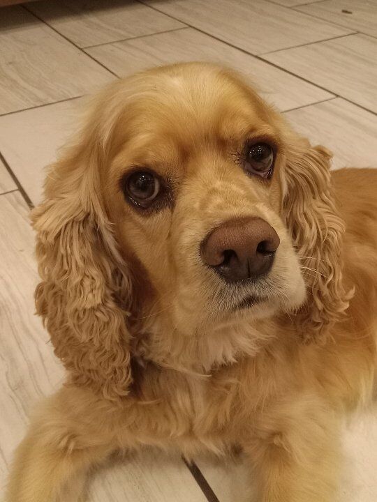 AKC Cocker Spaniel Stud