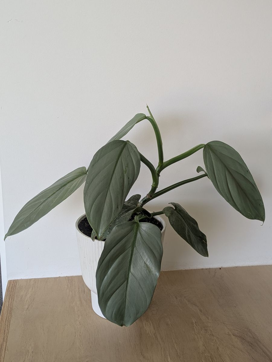 Silver Sword Philodendron house plant
