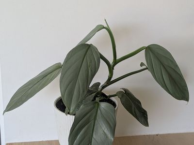Silver Sword Philodendron house plant