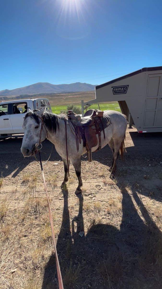 6-Year-Old Grey Gelding Horse - Ranch & Cattle Work Experienced