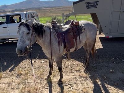 6-Year-Old Grey Gelding Horse - Ranch & Cattle Work Experienced