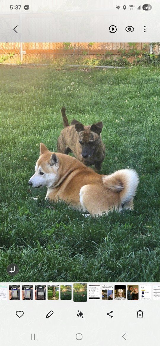 Shiba Inu