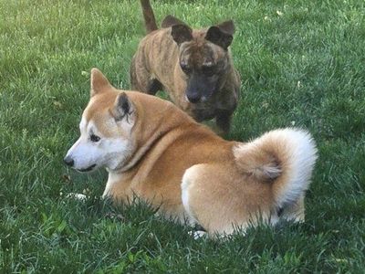 Shiba Inu