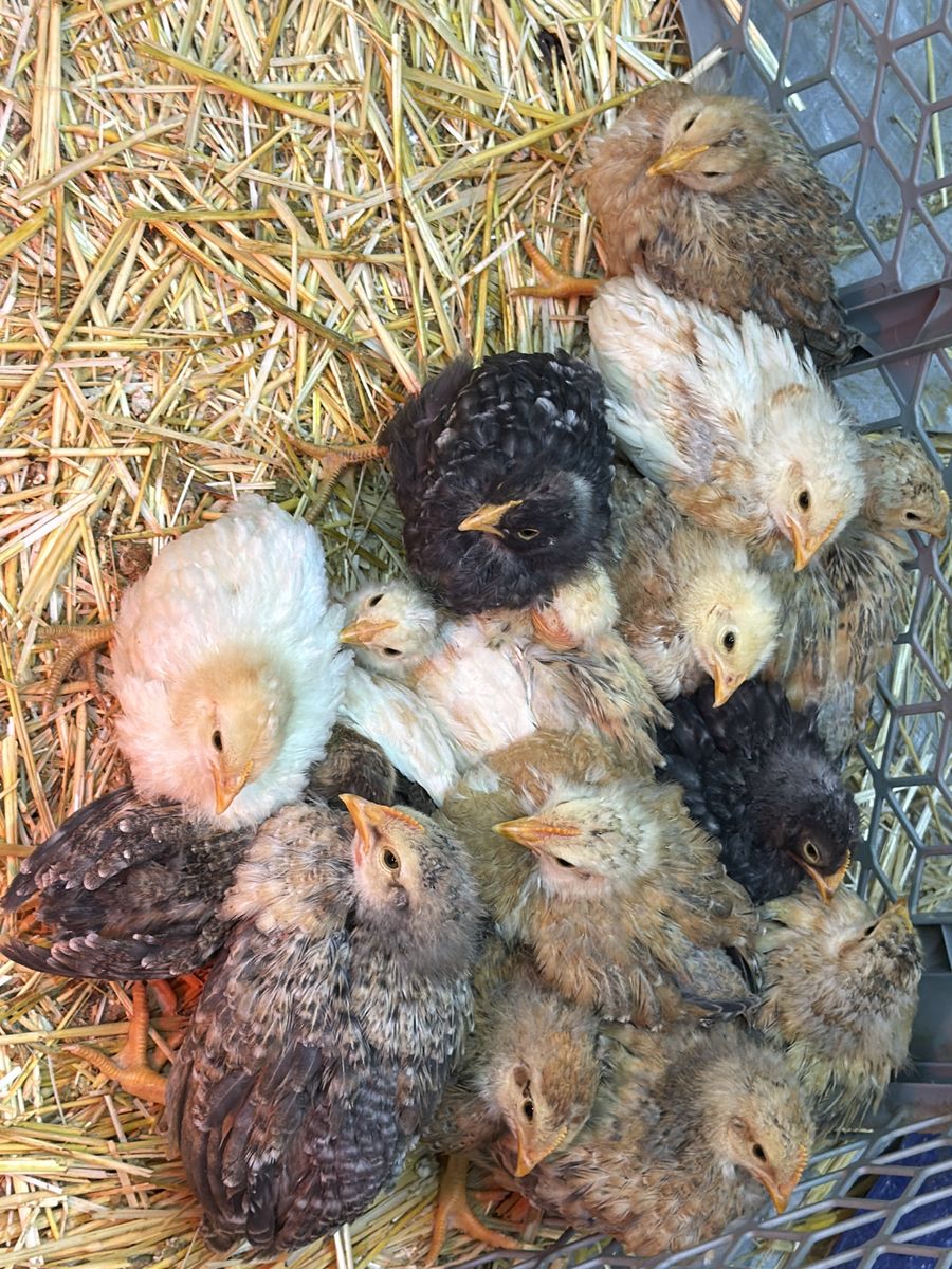 Steaight Run 3 Week Okd Baby Chicks