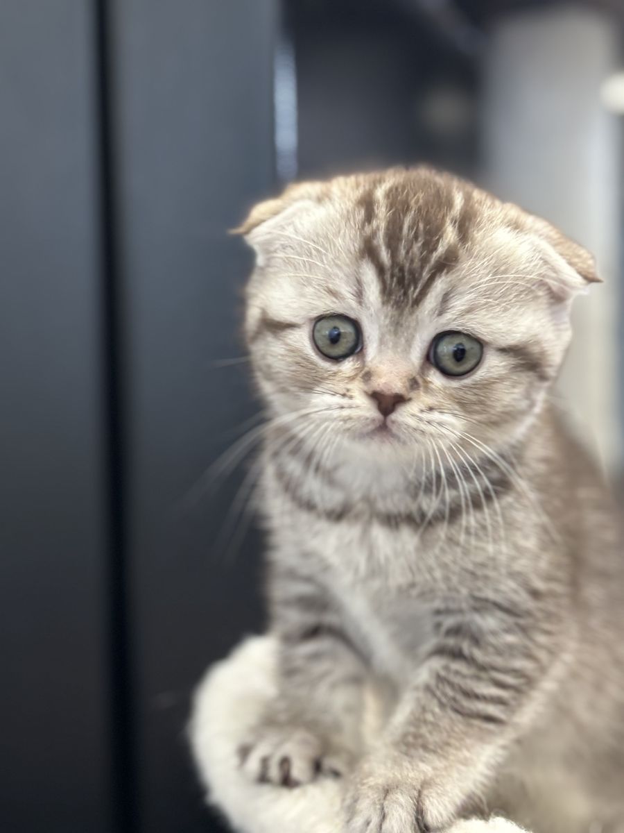 Scottish Fold and British Shorthair kittens