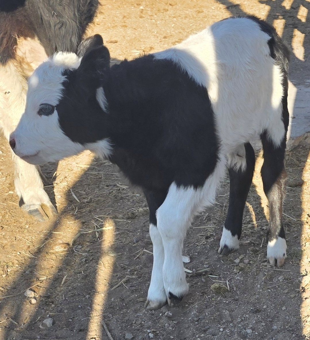 miniature bull calf