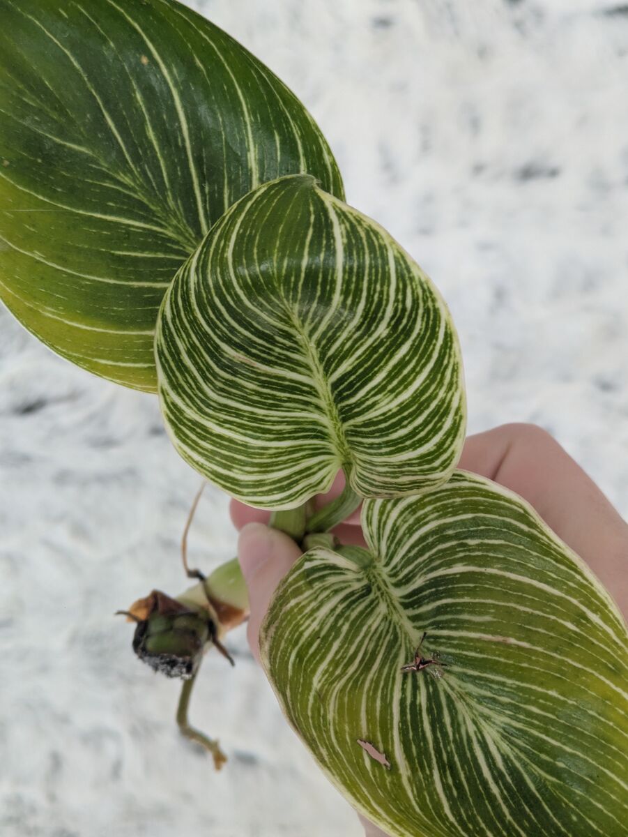 Philodendron Micans, SIlver sword, heart leaf, Moonlight, Brandi, house plants