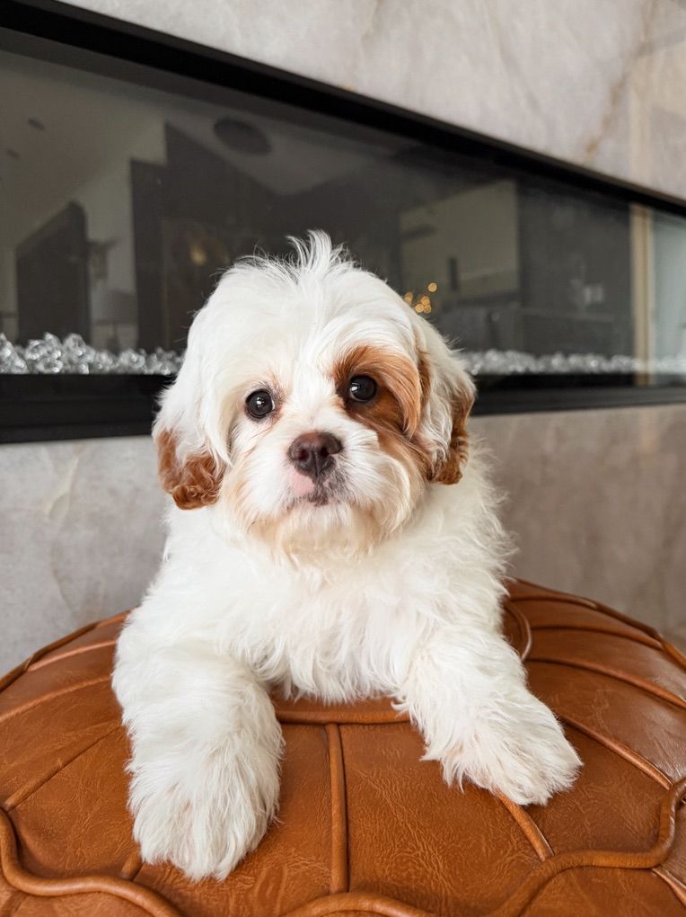 Perfect Cavapoo F1 Female Girl