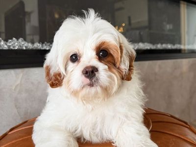 Perfect Cavapoo F1 Female Girl