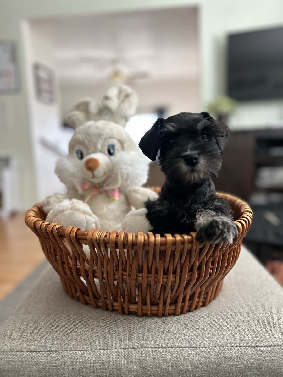 AKC Miniature Schnauzer Puppies