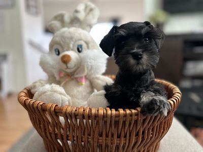 AKC Miniature Schnauzer Puppies