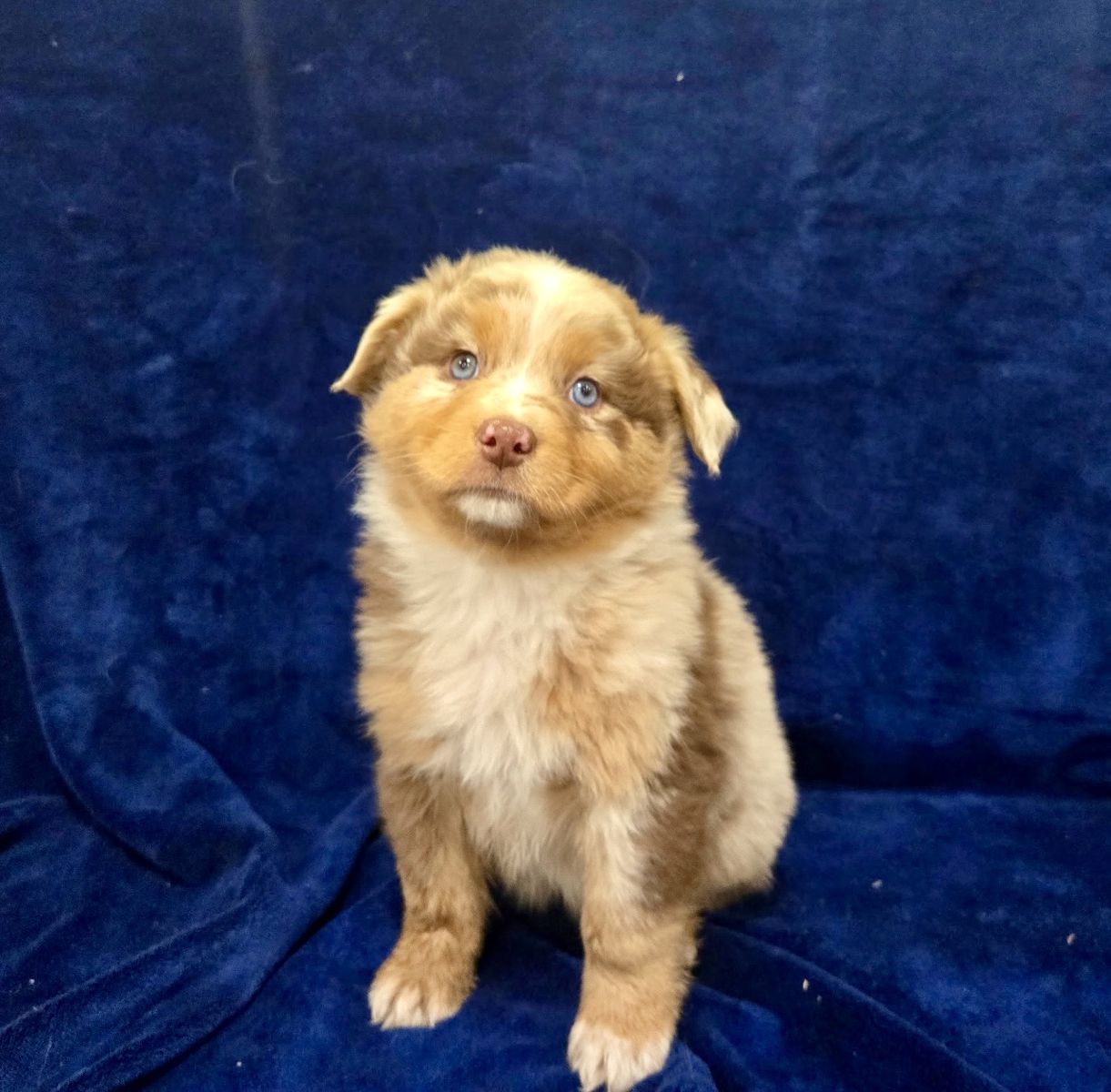 Akc Australian Shepherd Puppies