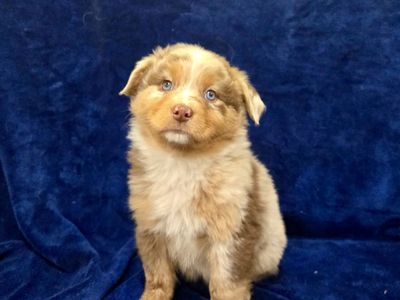 Akc Australian Shepherd Puppies