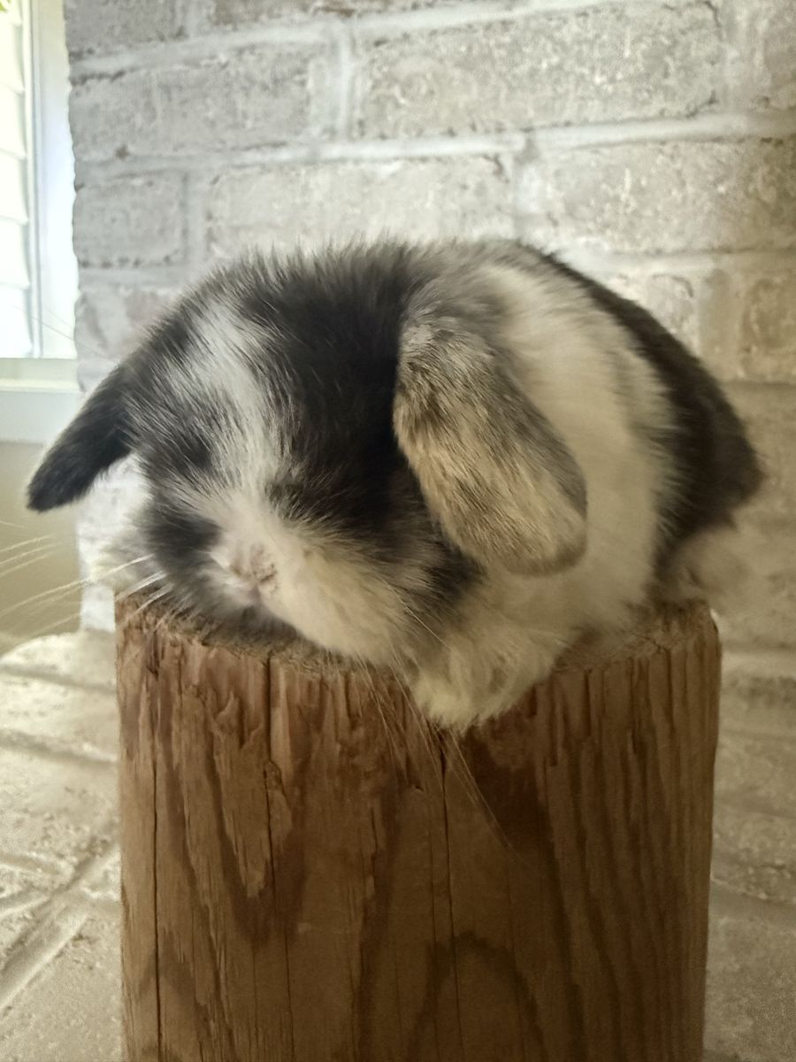 Adorable Holland Lop Bunnies - Various Colors, Hand-Raised, Pedigreed