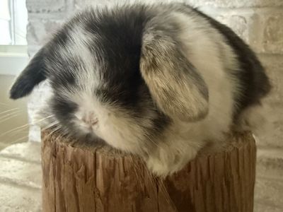 Adorable Holland Lop Bunnies - Various Colors, Hand-Raised, Pedigreed