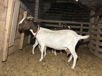 Boer doe