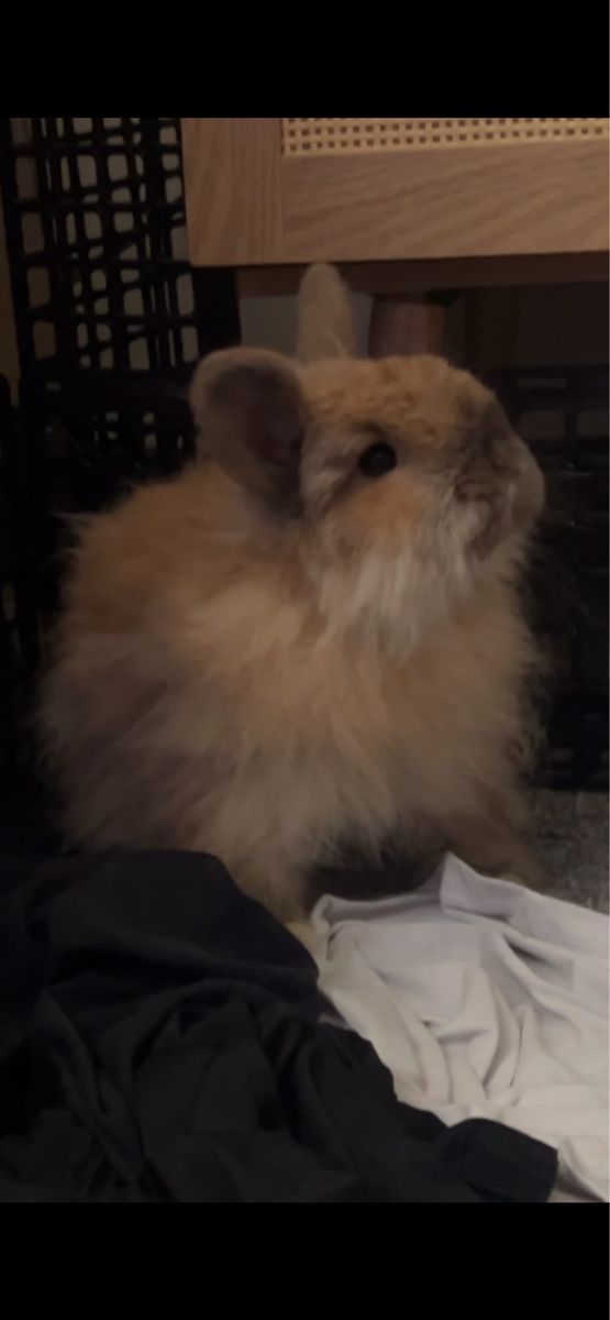 Fuzzy Lop Bunny- Boy