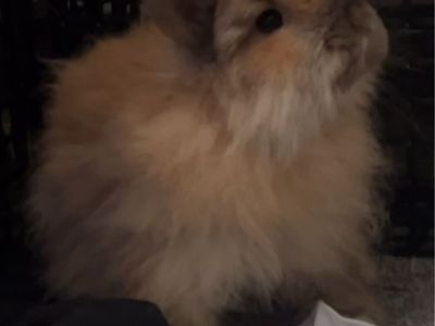 Fuzzy Lop Bunny- Boy