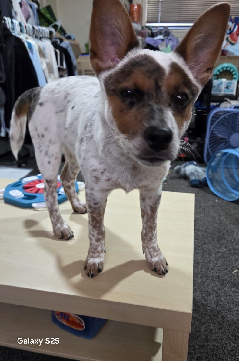 Australian blue heeler