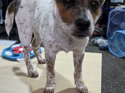 Australian blue heeler
