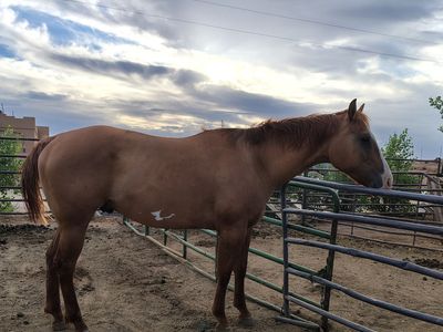 Red dun gelding