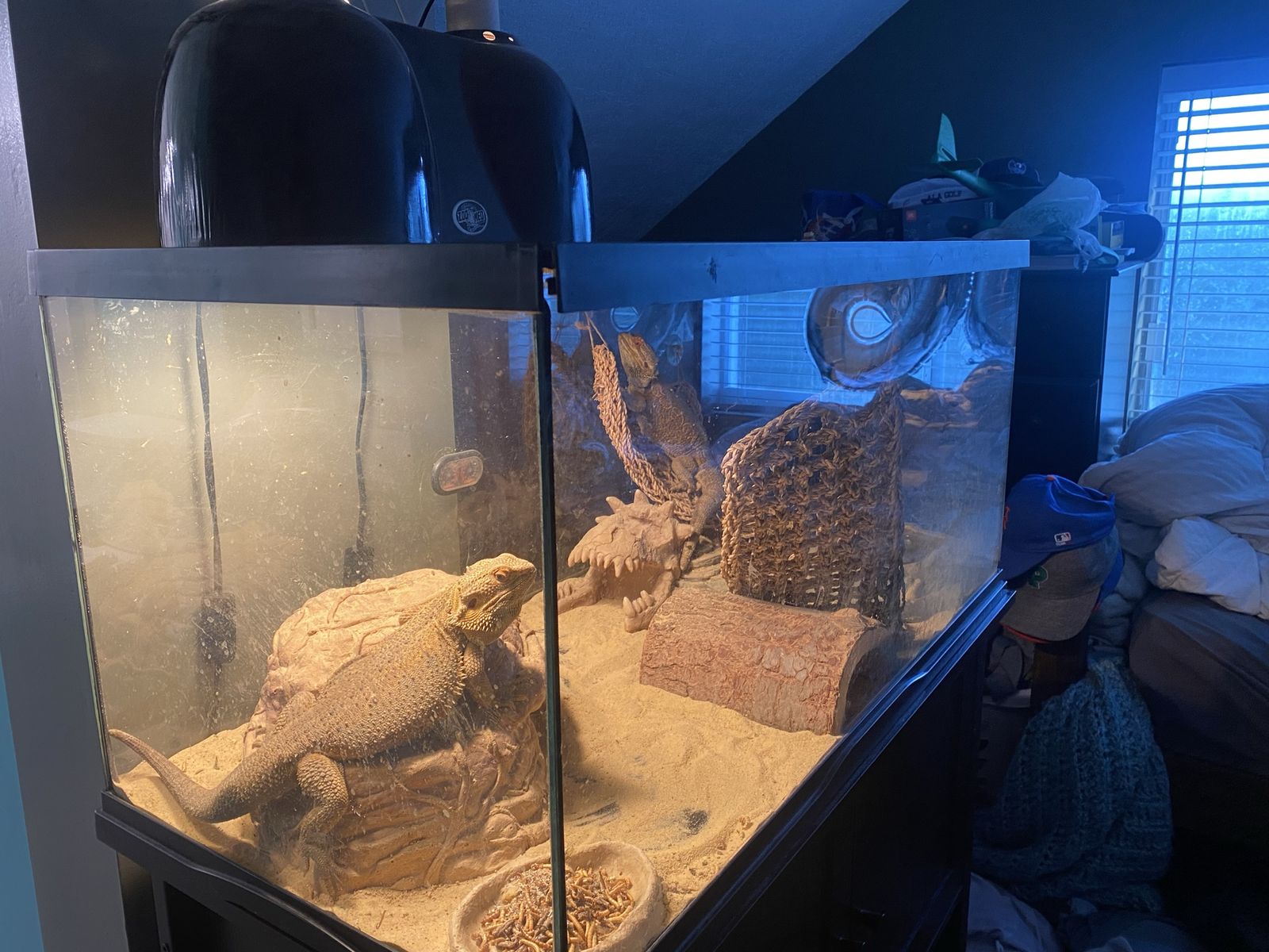 2 male Bearded dragons
