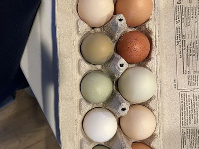 Fresh Farm Eggs - Assorted Multi-Color Dozen (Large)