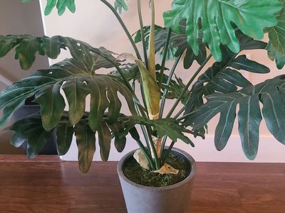 Artificial Plant (30" tall)